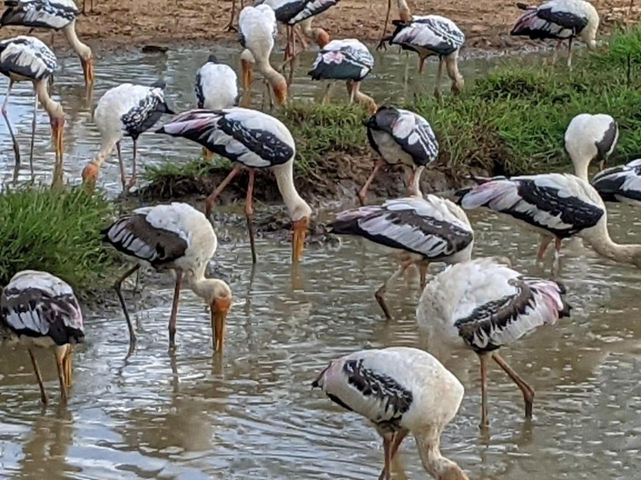 אודוואלאווה Nice View Safari Villa מראה חיצוני תמונה
